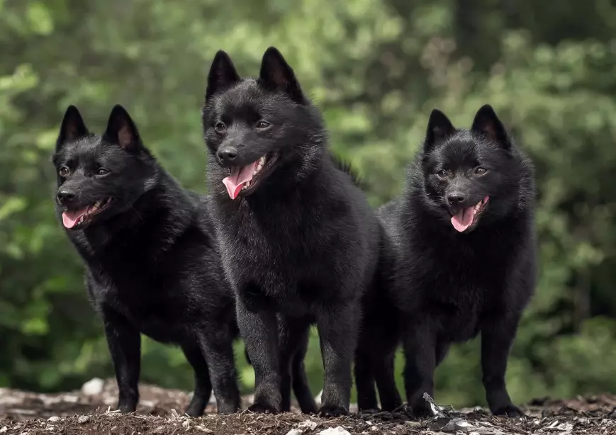 Schipperke temperament Schipperke temperament