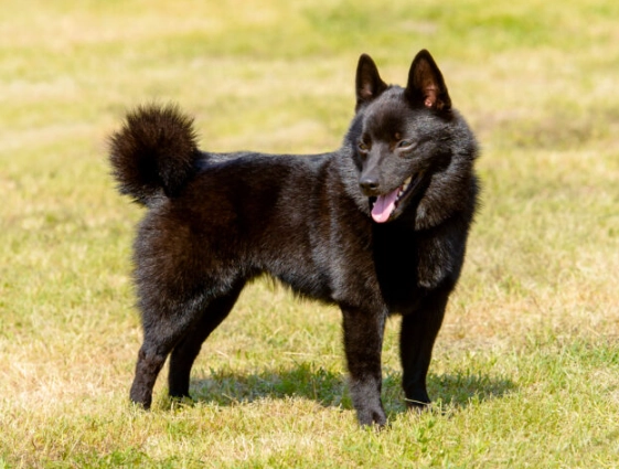 Schipperke breed information Schipperke breed information