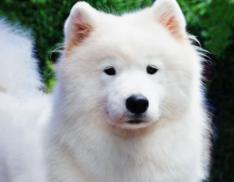Samoyed temperament