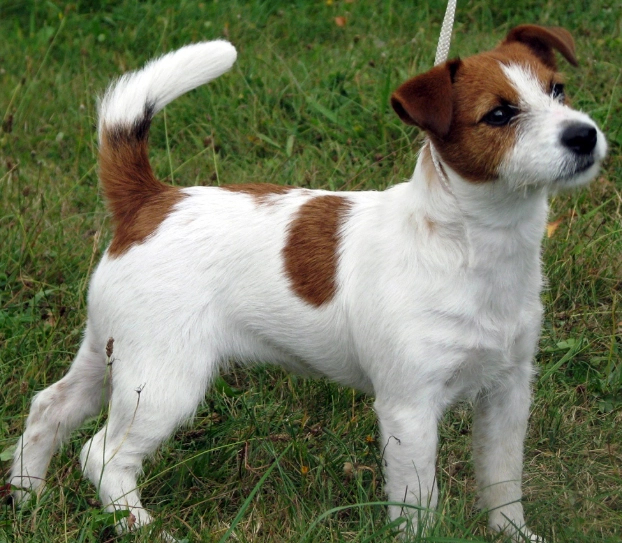 Russell Terrier temperament