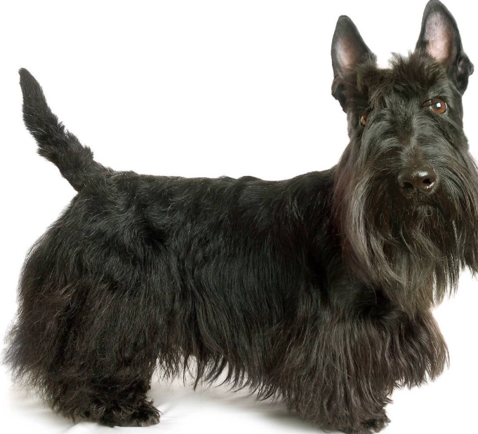 Scottish Terrier care Scottish Terrier care