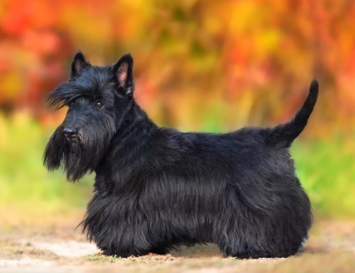 Scottish Terrier puppies Scottish Terrier puppies