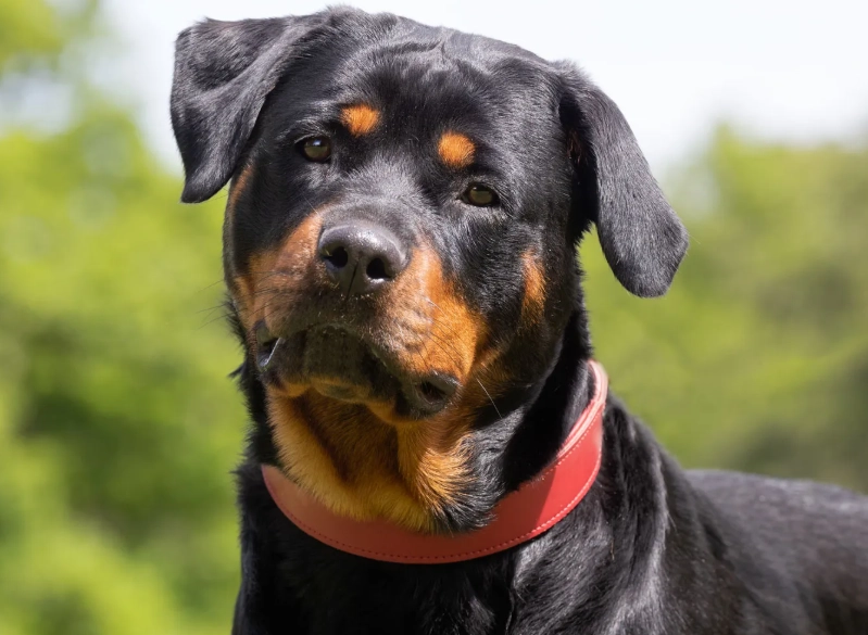 Rottweiler health issues