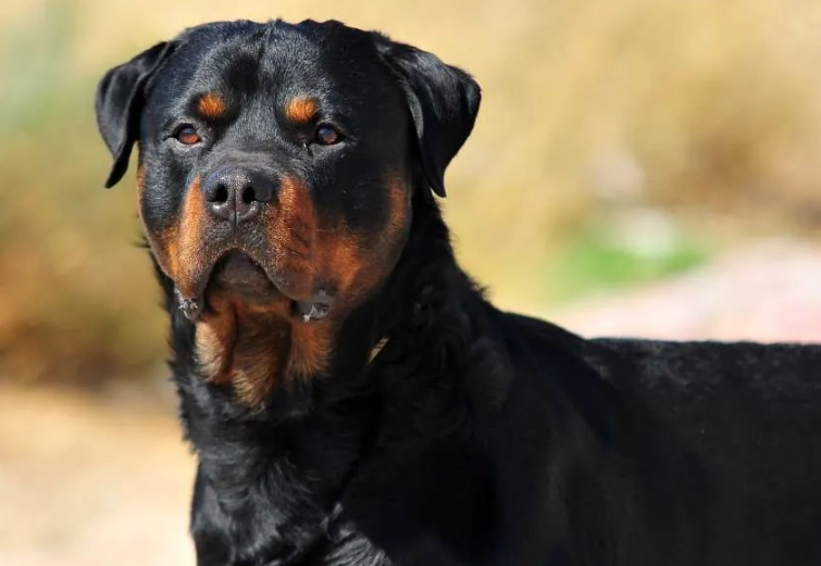 Rottweiler health issues