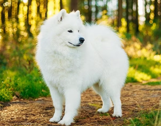 Samoyed dog