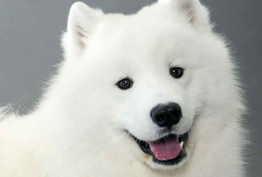 Samoyed dog