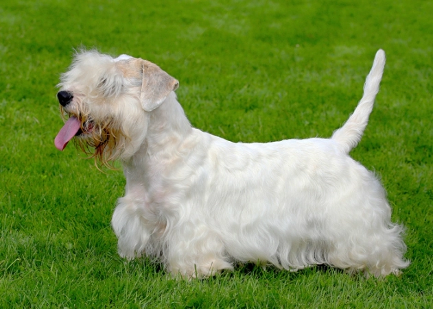 Sealyham Terrier temperament