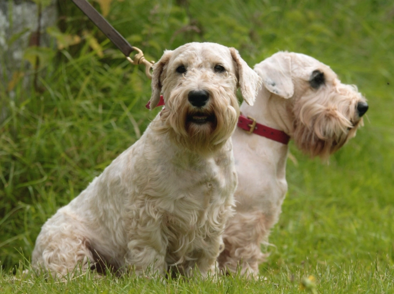 Sealyham Terrier breed information