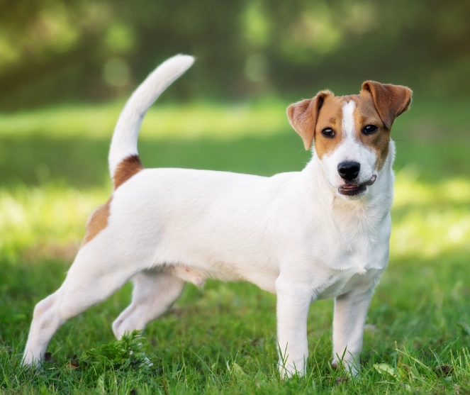 Russell Terrier temperament
