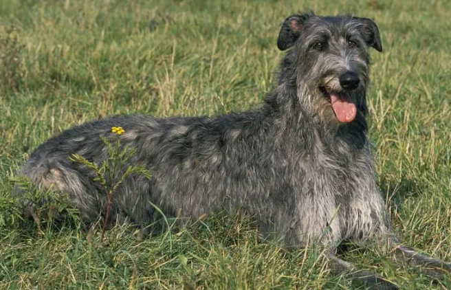 Scottish Deerhound temperament