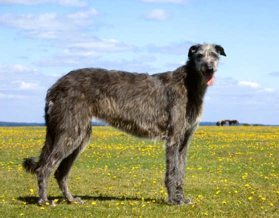 Scottish Deerhound temperament