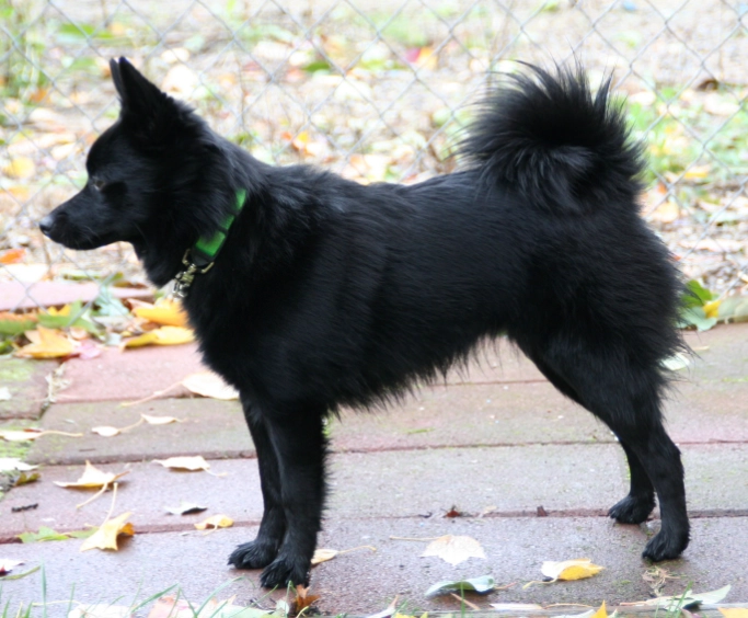 Schipperke temperament Schipperke temperament