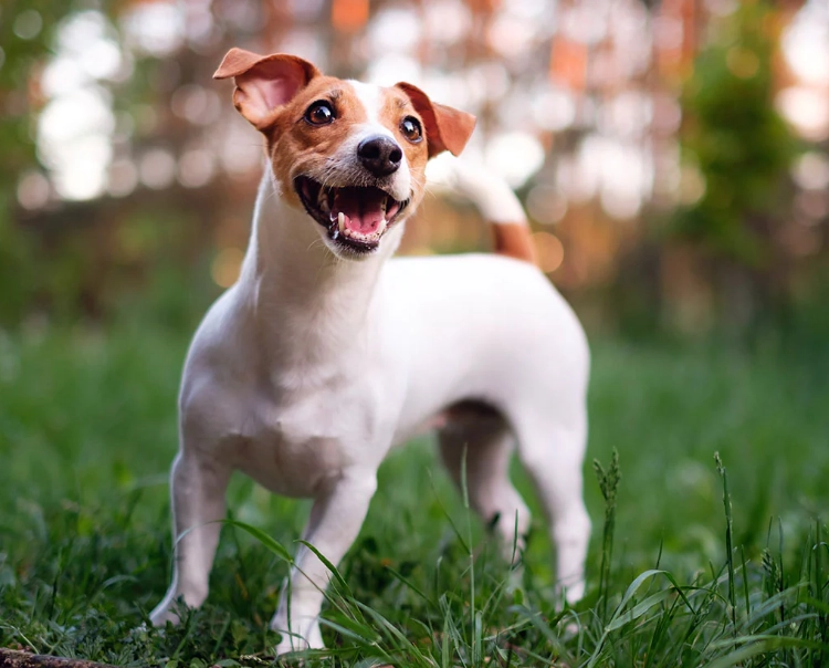 Russell Terrier vs Jack Russell