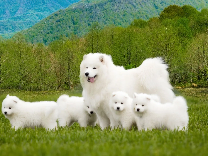 Samoyed puppy