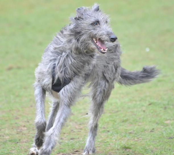 Scottish Deerhound care