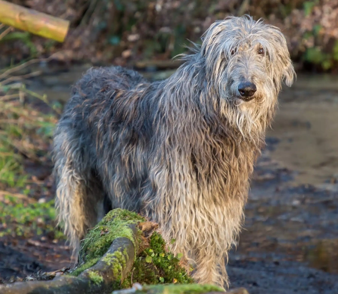 Scottish Deerhound care