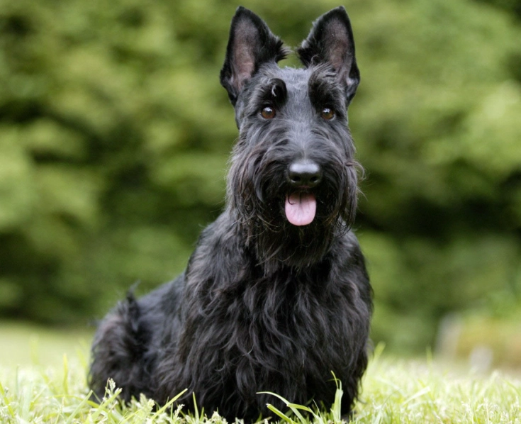 Scottish Terrier puppies Scottish Terrier puppies