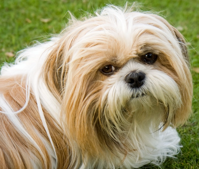 Shih Tzu grooming Shih Tzu grooming