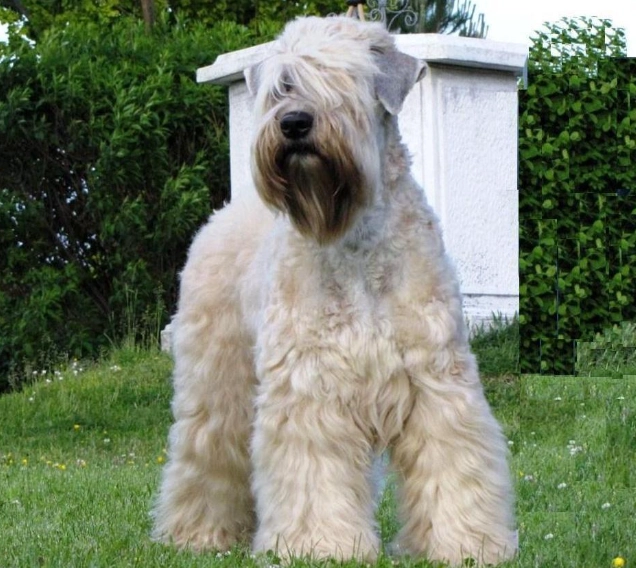hypoallergenic dog breeds