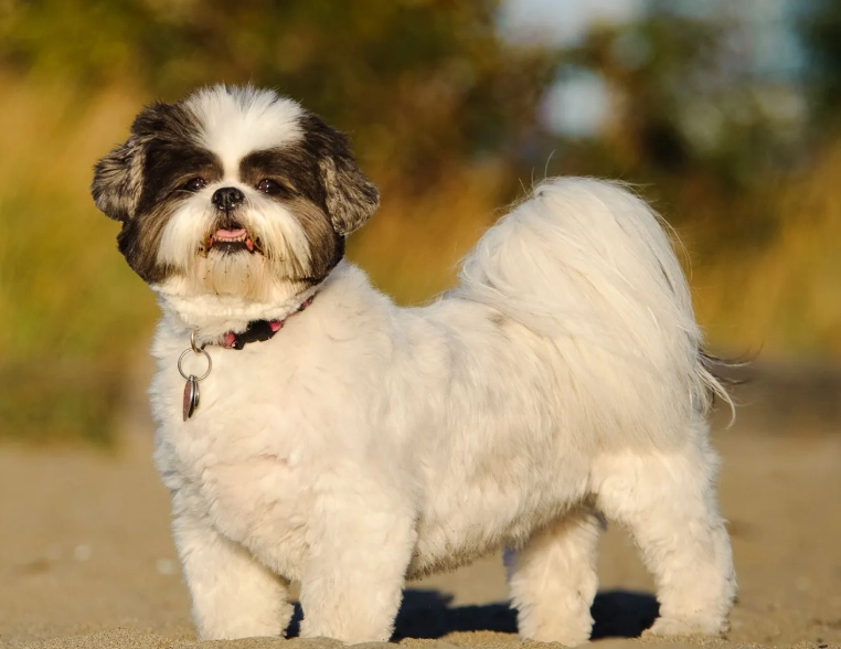Shih Tzu grooming Shih Tzu grooming