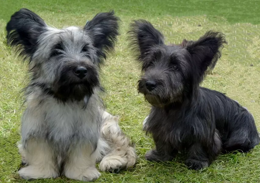 Skye Terrier grooming