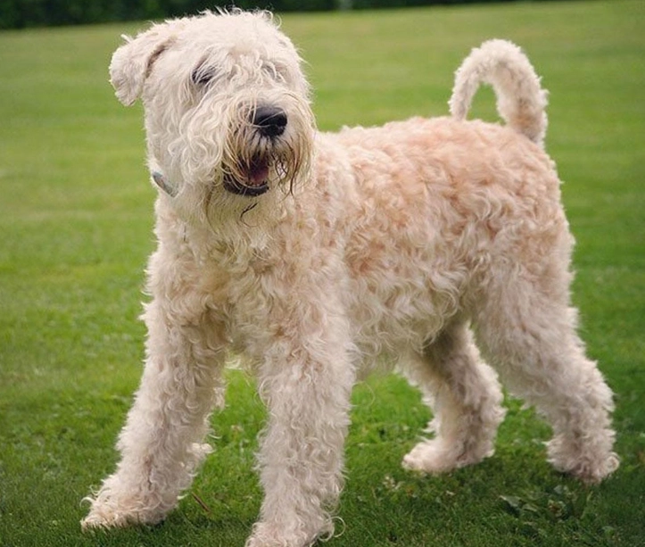 Wheaten Terrier care