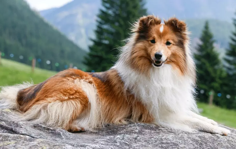 Shetland Sheepdog breed information