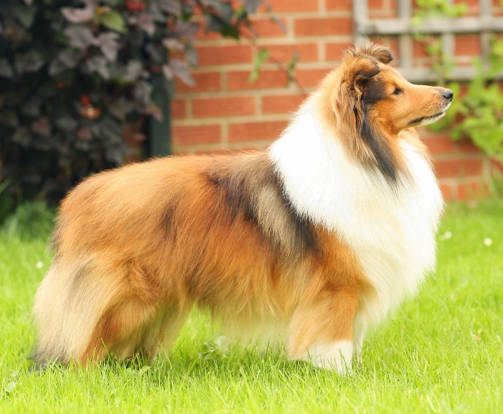 Shetland Sheepdog temperament