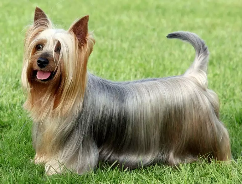 Silky Terrier vs Yorkshire Terrier