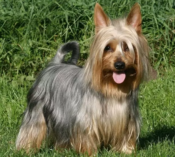 Silky Terrier vs Yorkshire Terrier
