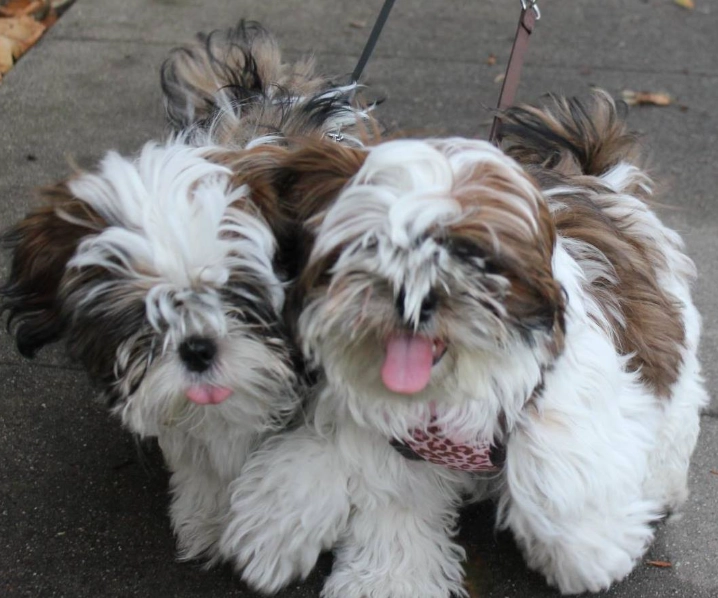 Shih Tzu care Shih Tzu care