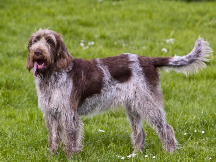 Spinone Italiano puppies