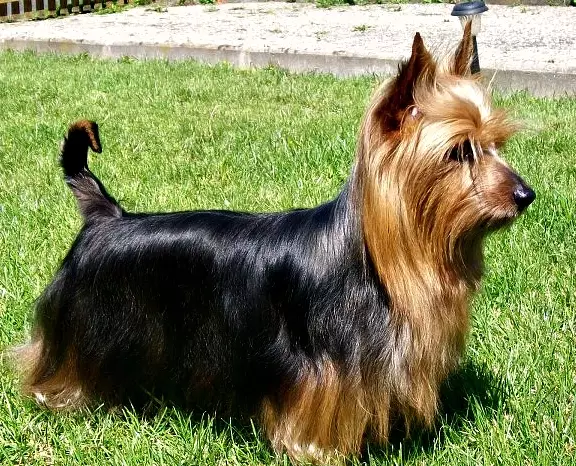 Silky Terrier grooming