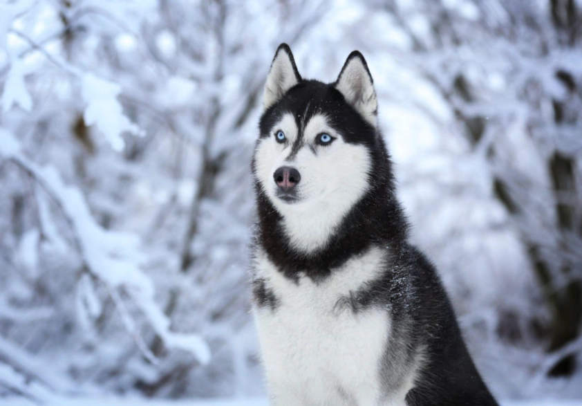 Siberian Husky characteristics