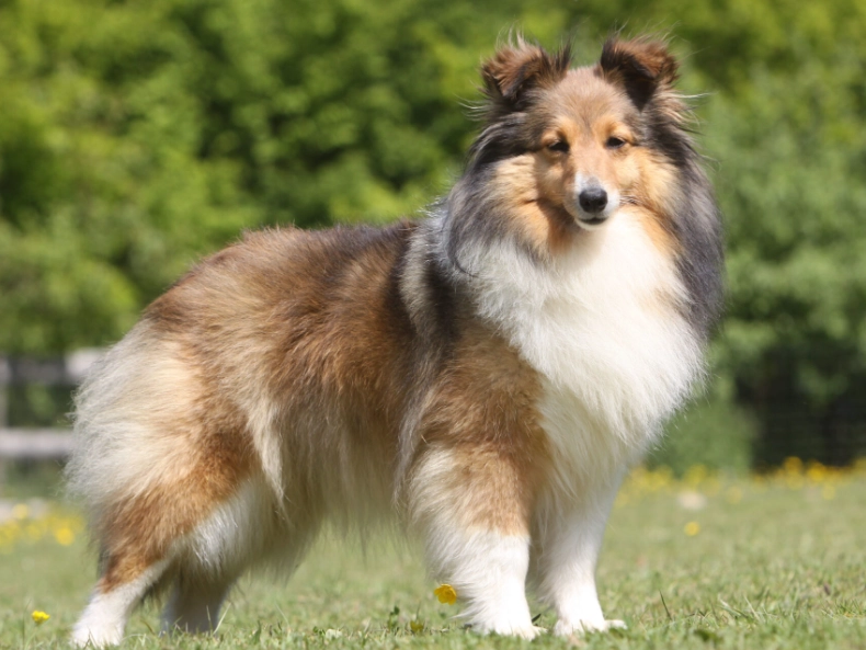 Shetland Sheepdog breed information