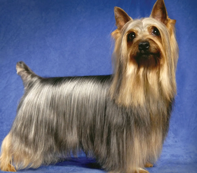 Silky Terrier grooming