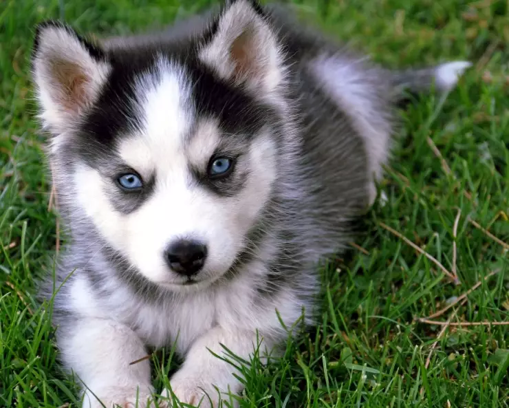Are Huskies good family dogs