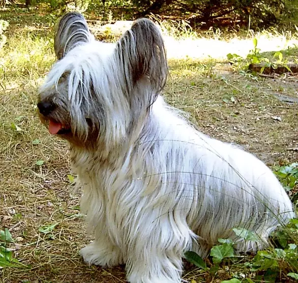 Skye Terrier temperament