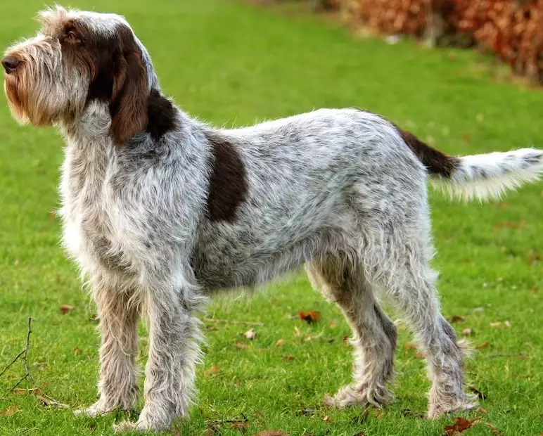 Spinone Italiano puppies