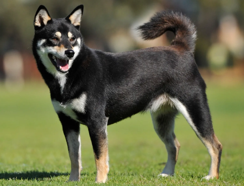 Shiba Inu breed guide