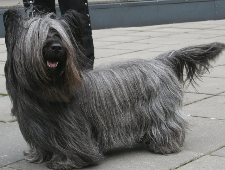 Skye Terrier breed
