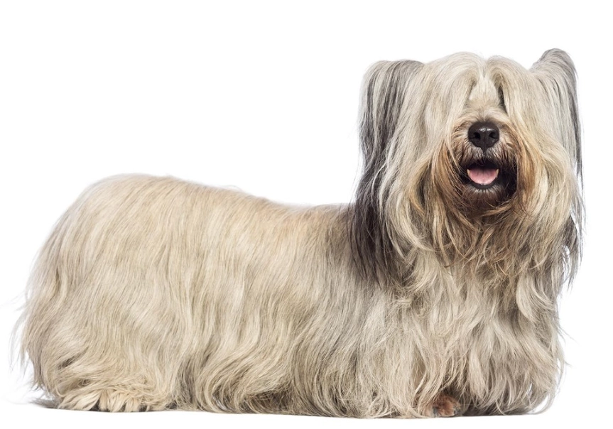 Skye Terrier breed