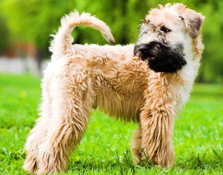 Wheaten Terrier care