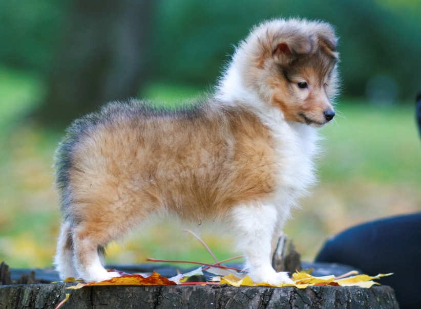 Shetland Sheepdog breed information
