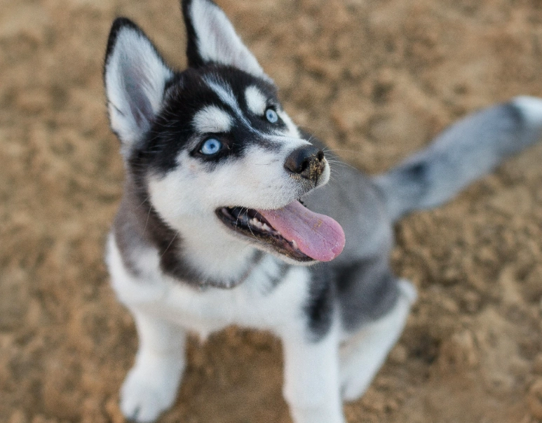Siberian Husky care guide