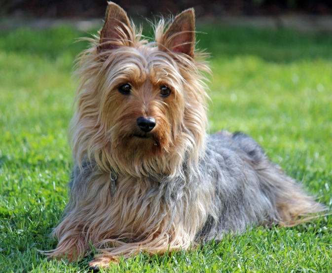 Silky Terrier temperament