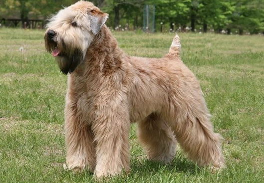 hypoallergenic dog breeds