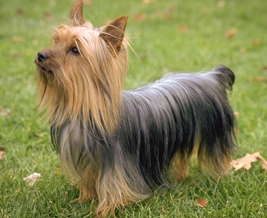 Silky Terrier temperament