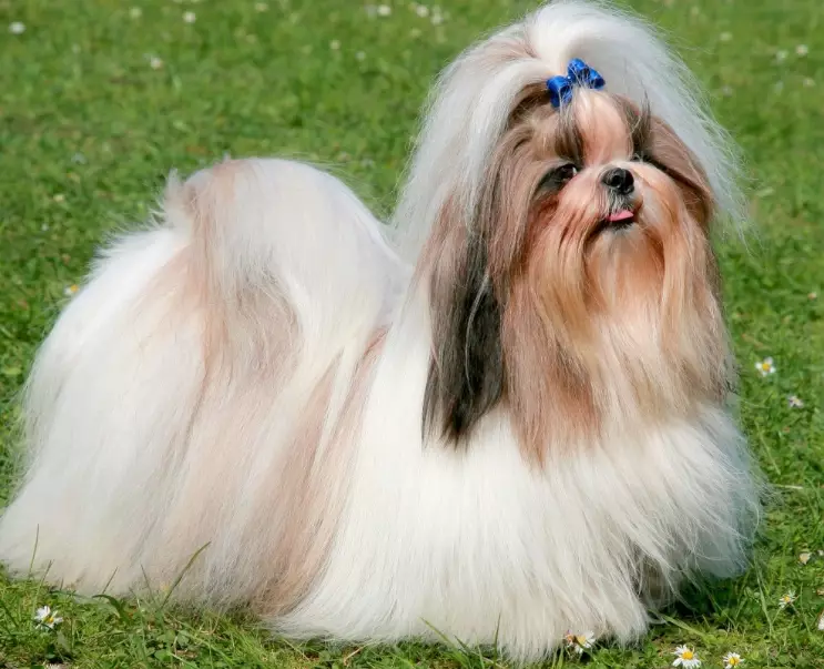 Shih Tzu temperament Shih Tzu temperament