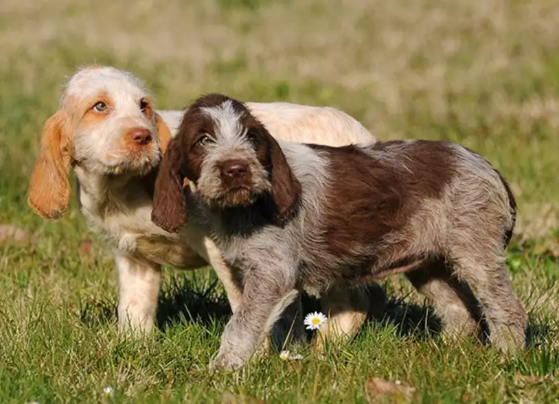 Italian Spinone breed